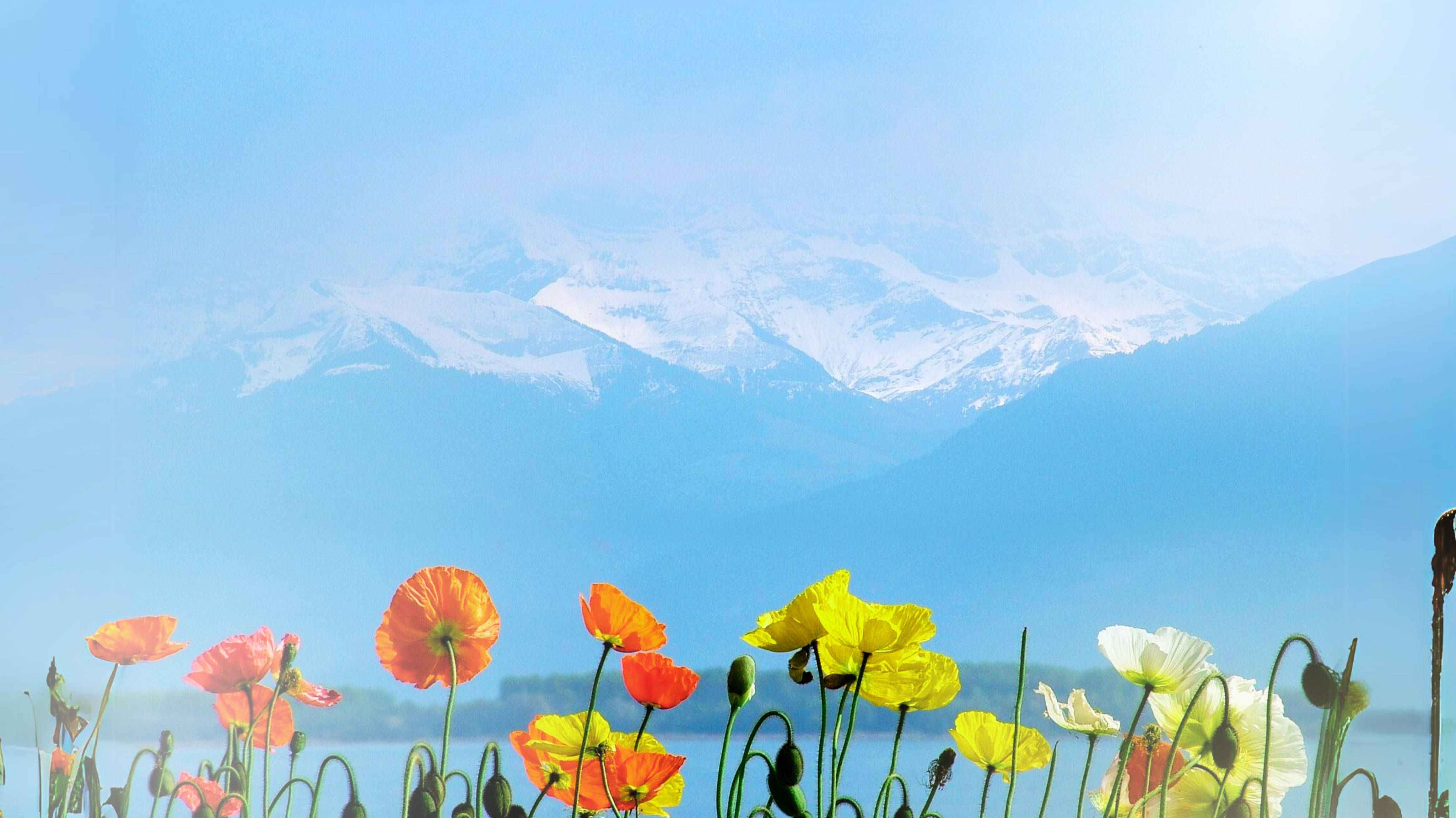 flowers in front of Lake Geneva and the mountains of the Alps.