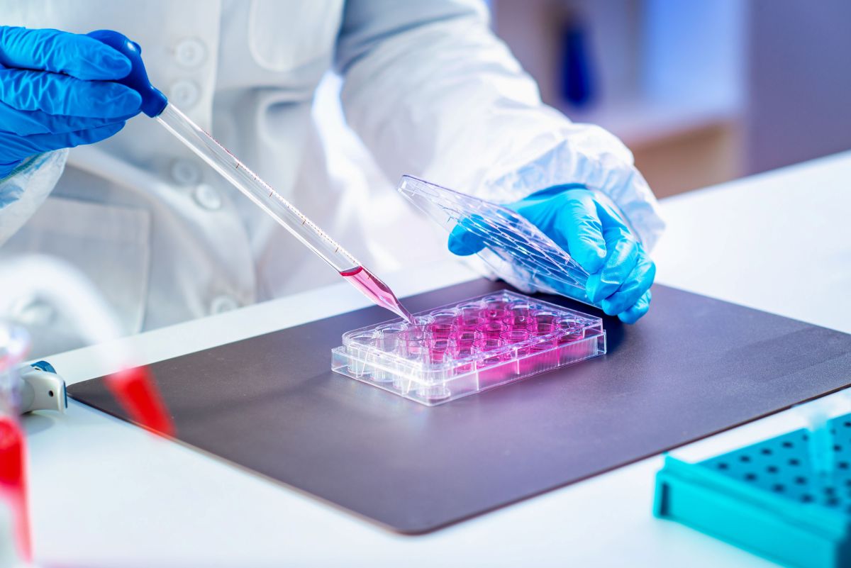 Stem cells are extracted from the harvested fat.