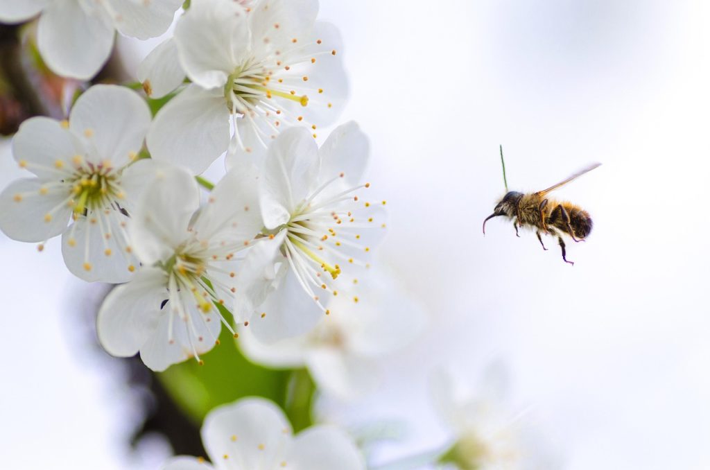 L'abeille ouvrière a les mêmes gènes que la reine, mais certains sont inhibés : le facteur épigénétique déterminant est l'alimentation. 